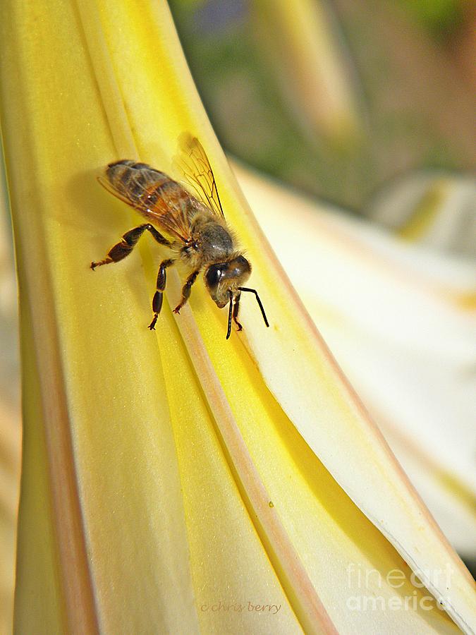 Honey Bee on Trumpet Lily Photograph by Chris Berry