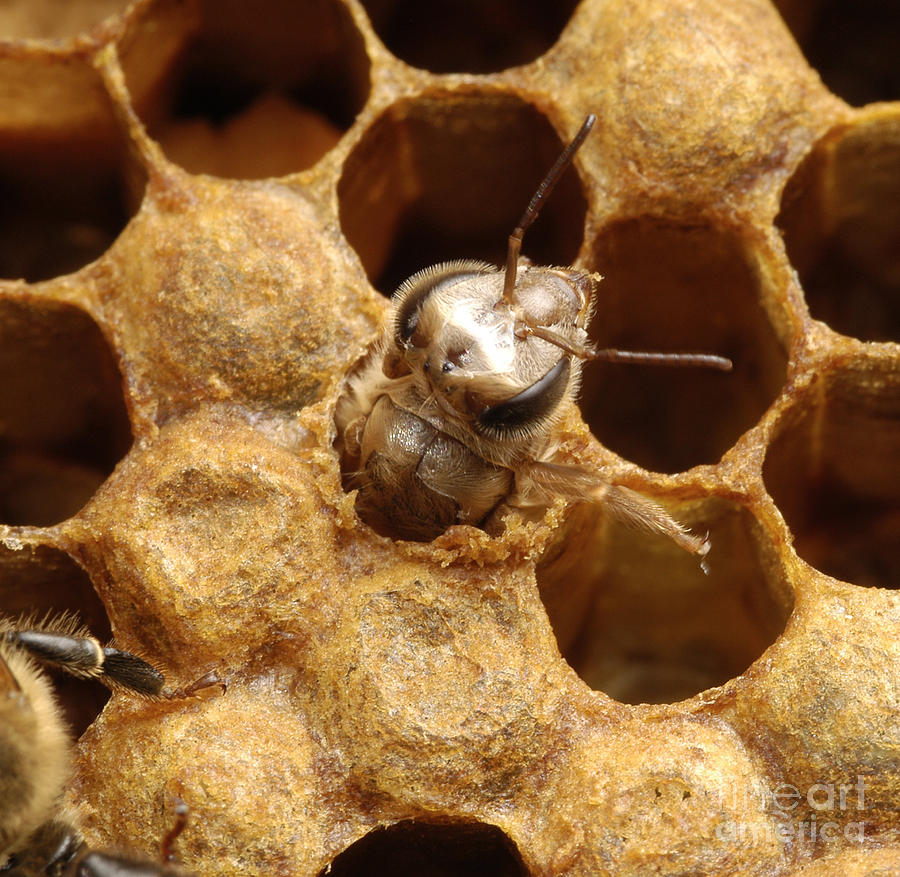 Honey Bee Photograph By Raul Gonzalez Perez Fine Art America