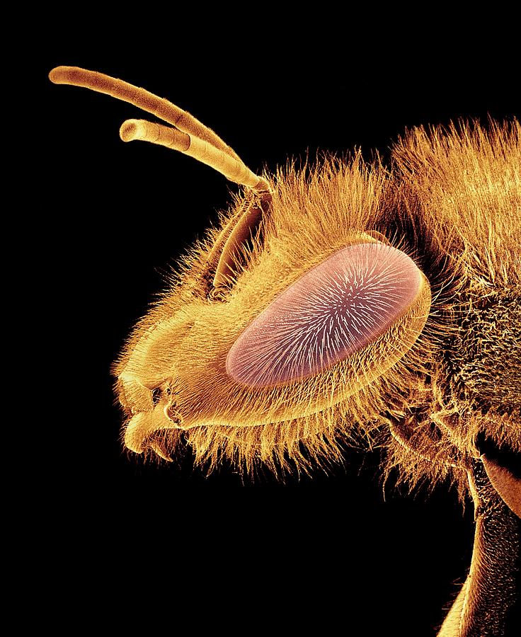 Nature Photograph - Honey Bee, Sem by Susumu Nishinaga