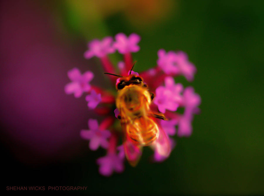 Nature Photograph - Honey Bee by Shehan Wicks