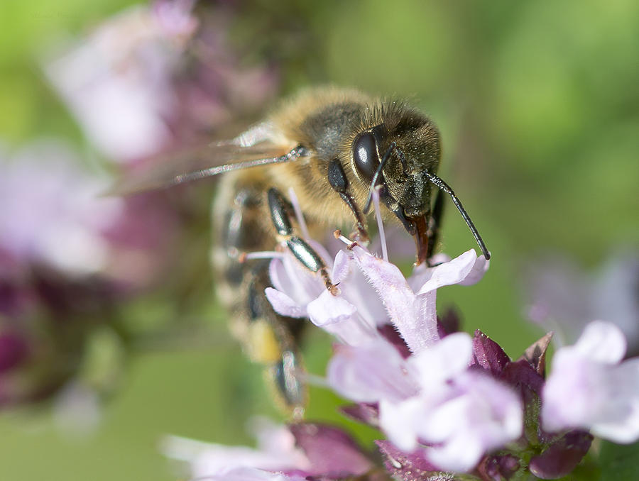 Honey Bee Photograph by Steven Poulton