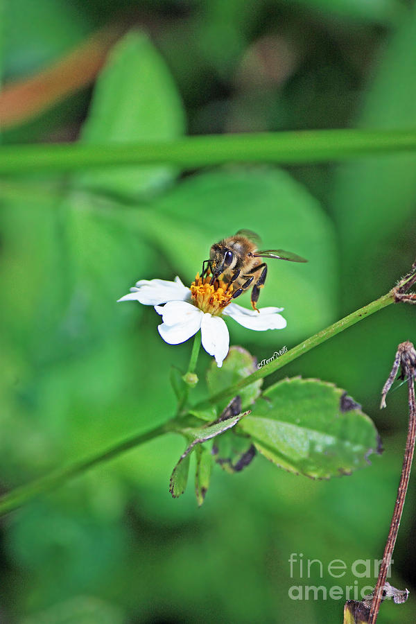 Honey Bee Photograph by Terri Mills