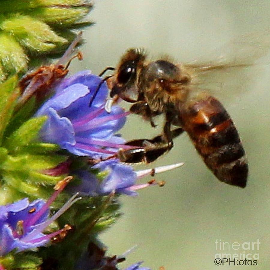 Honey Bees Knees Photograph