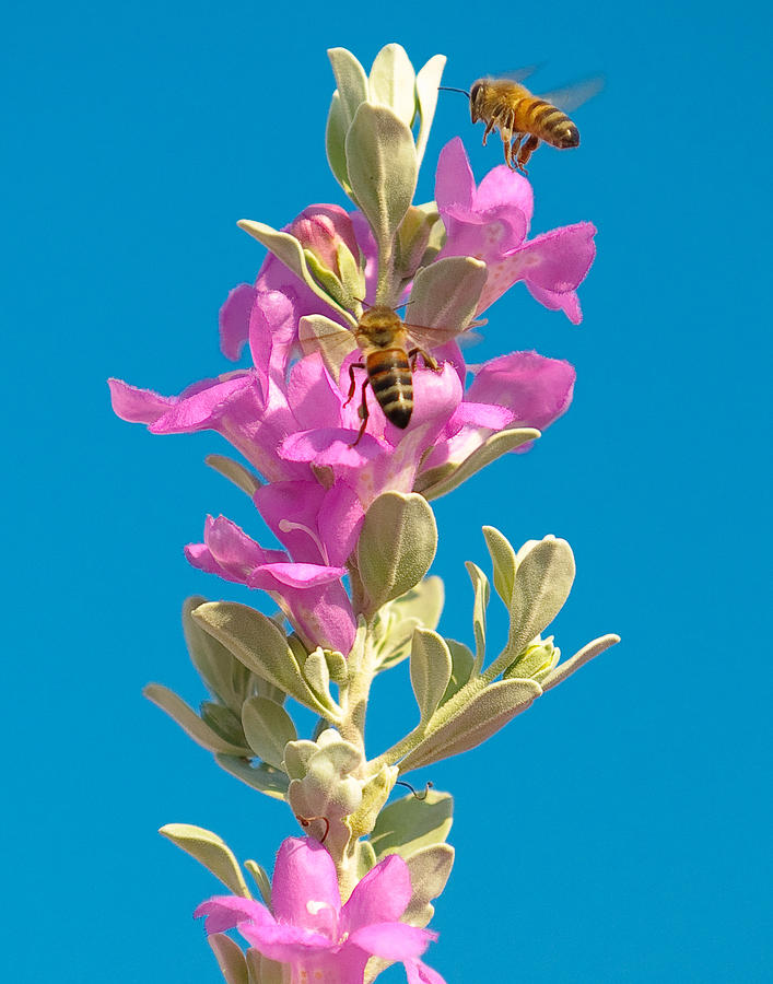 Honey Bees on Sage 1 Photograph by Sean Wray Fine Art America