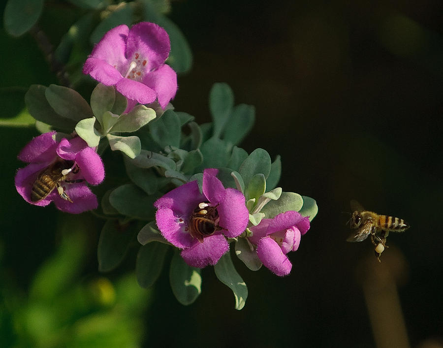 Honey Bees on Sage 2 Photograph by Sean Wray Fine Art America