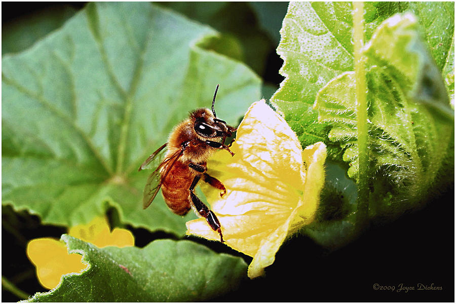 Honeybee and Cantalope Photograph by Joyce Dickens