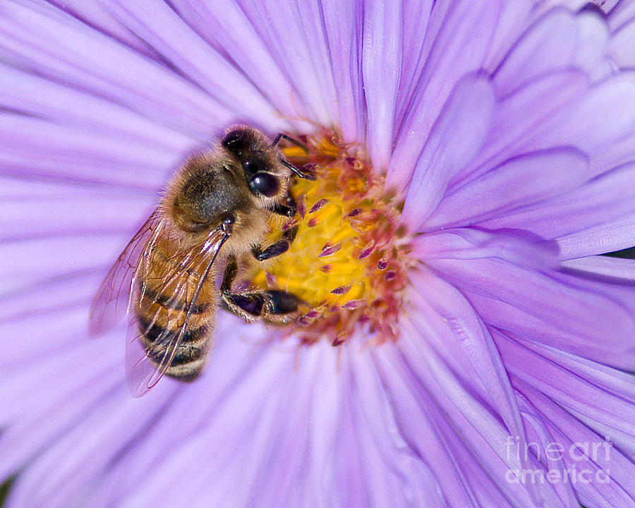 Honeybee on Lavender Aster Photograph by Jean A Chang