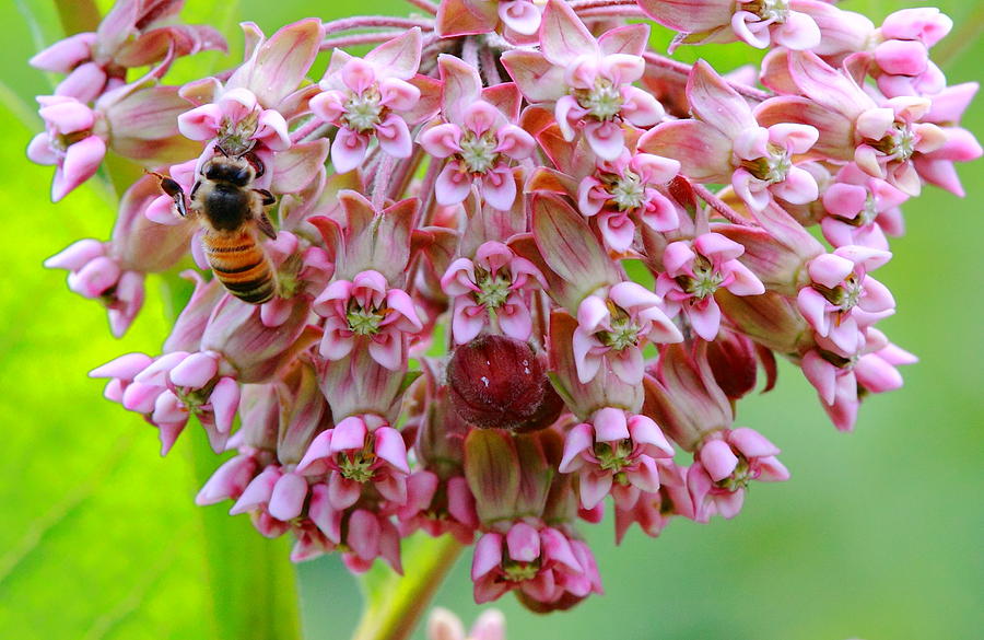 Honeybee on Milkweed Photograph by Bruce J Robinson
