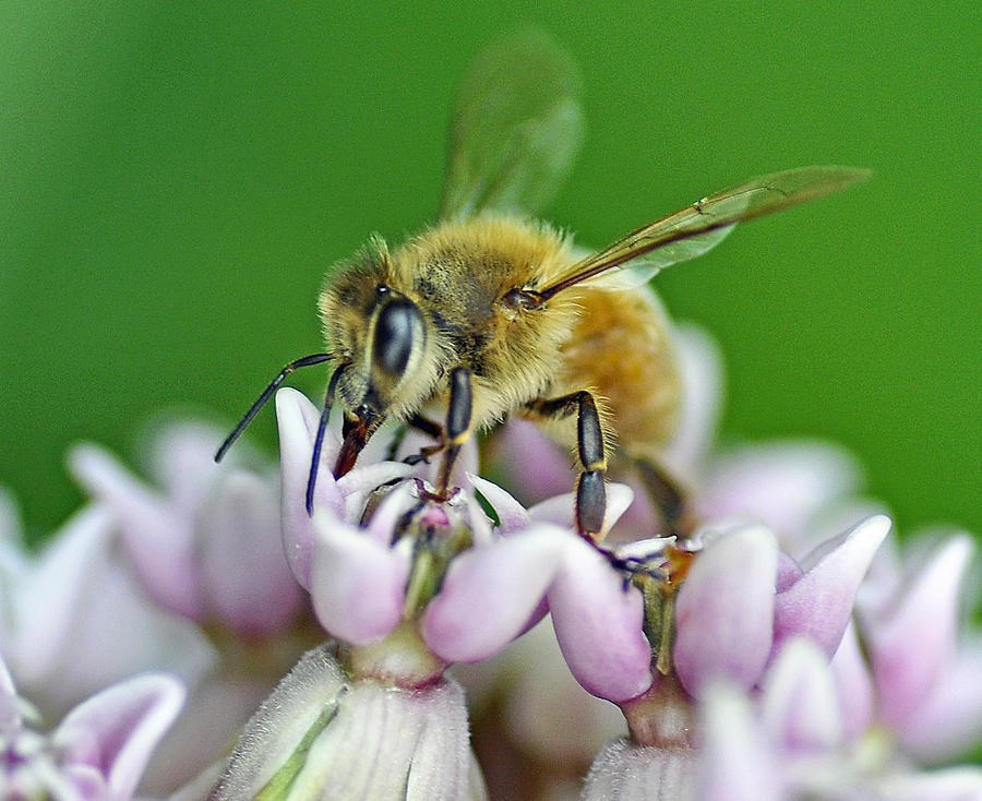 Honeybee Photograph by Rodney Campbell