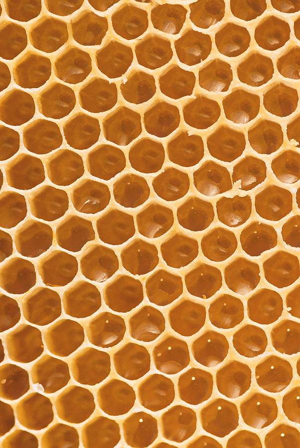 Honeycomb Photograph by Comstock