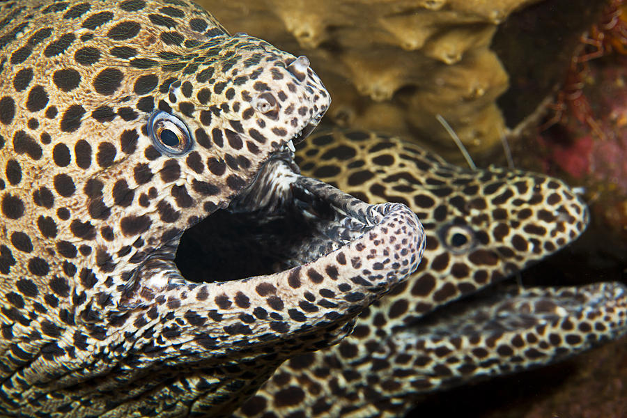 Honeycomb Moray Eels Photograph by Dave Fleetham - Pixels