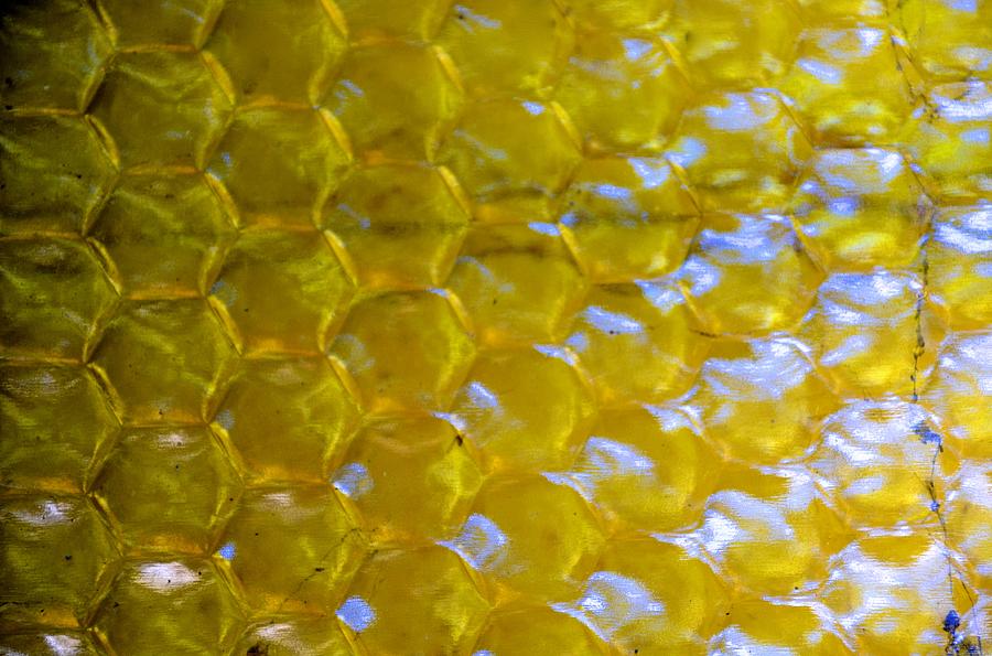Honeyglass Photograph by Catherine Murton
