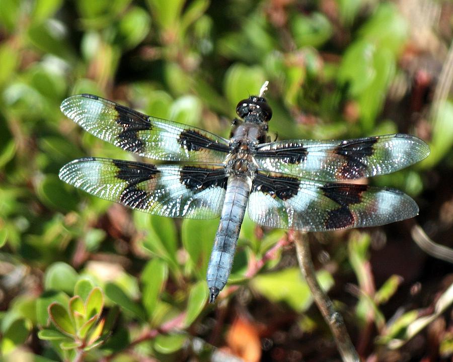 Honeyman Park Dragonfly Photograph by Chris Anderson