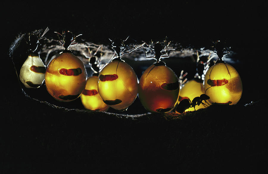 Honeypot Ant Camponotus Inflatus Photograph by Mike Gillam