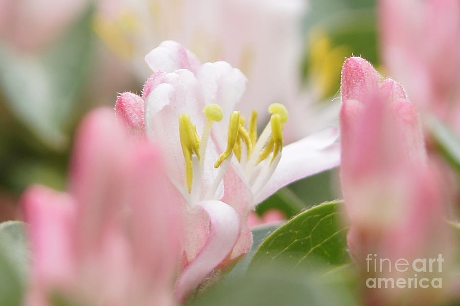Honeysuckle Blossom Close-up Photograph by Robert E Alter Reflections of Infinity