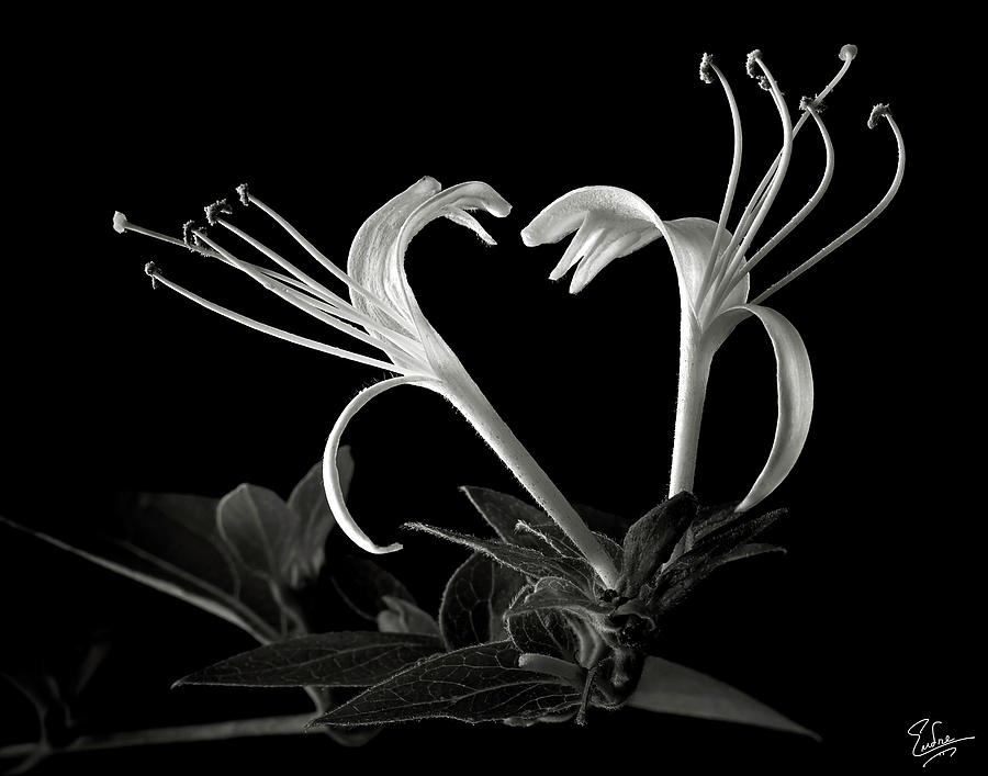 Honeysuckle in black and White Photograph by Endre Balogh