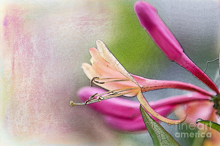 Flower Photograph - Honeysuckle Sweet by Betty LaRue