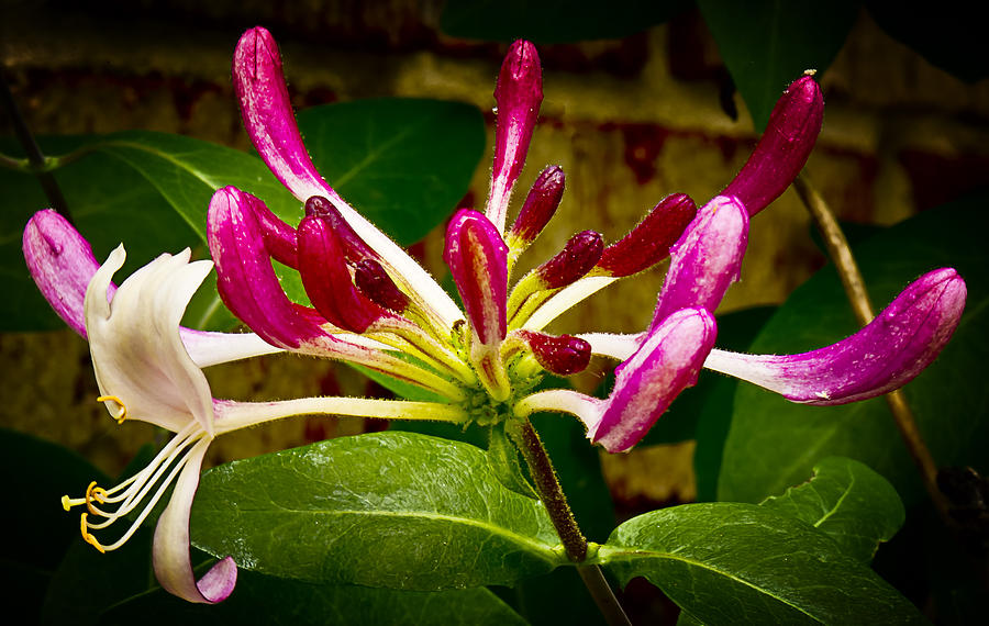 Flower Photograph - Honeysuckle TWO by Michael Putnam