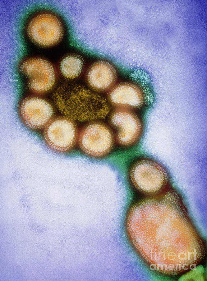 Hong Kong Flu Viruses Photograph by Science Source