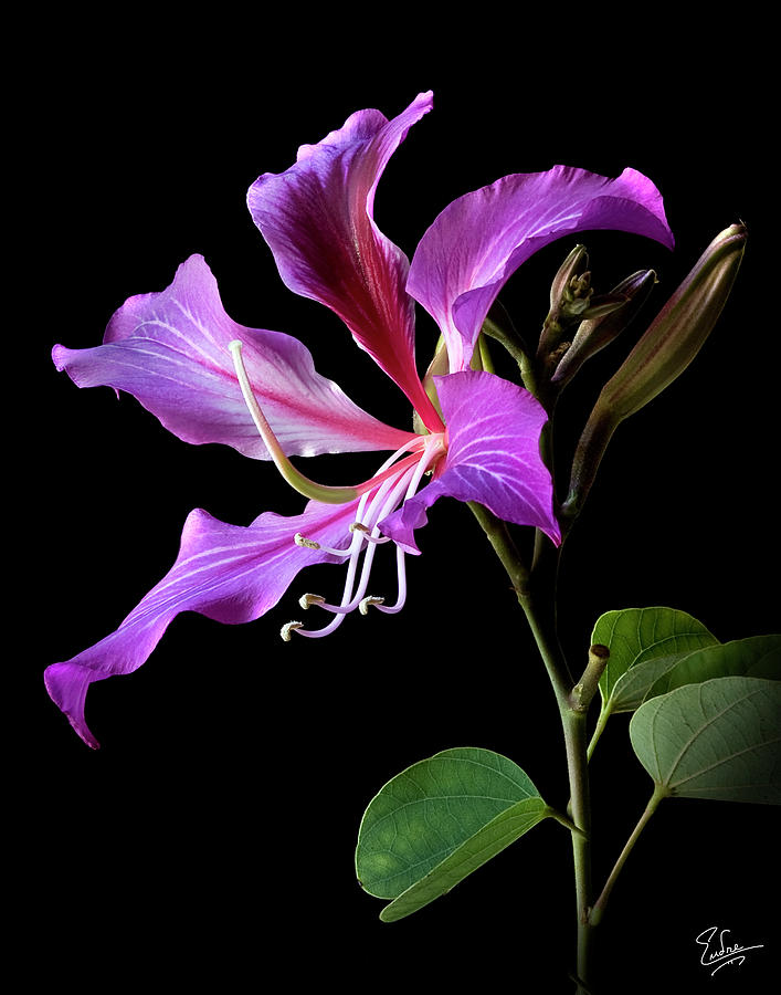 Hong Kong Orchid Photograph by Endre Balogh