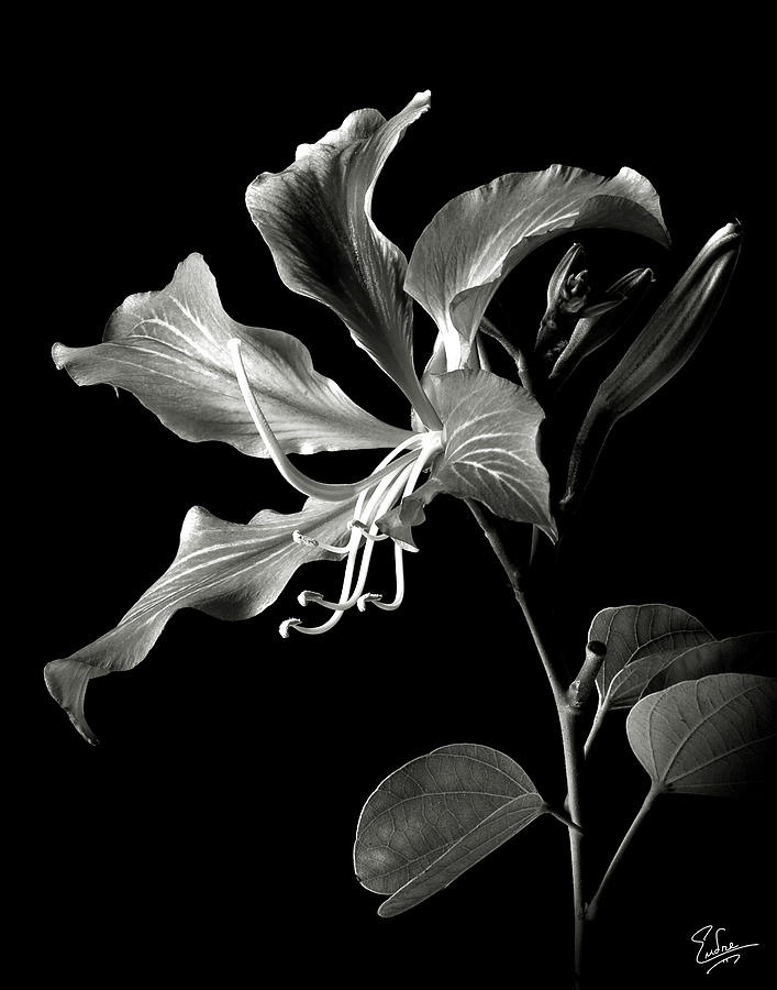 Hong Kong Orchid in black and White Photograph by Endre Balogh