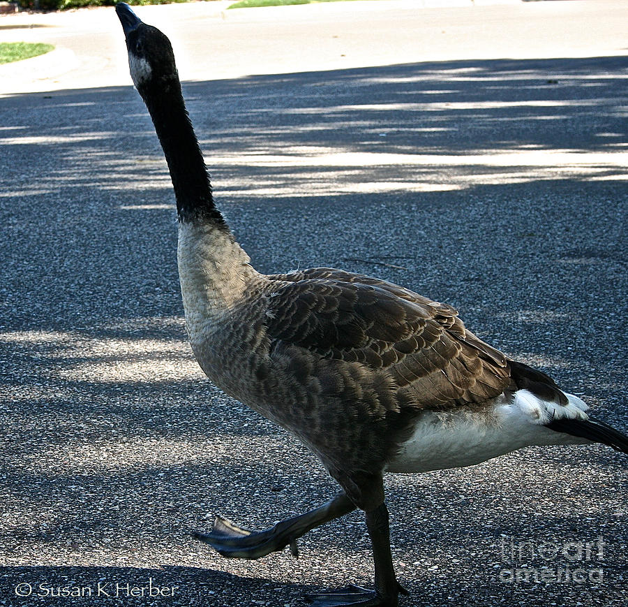 Honk And Strut Photograph by Susan Herber