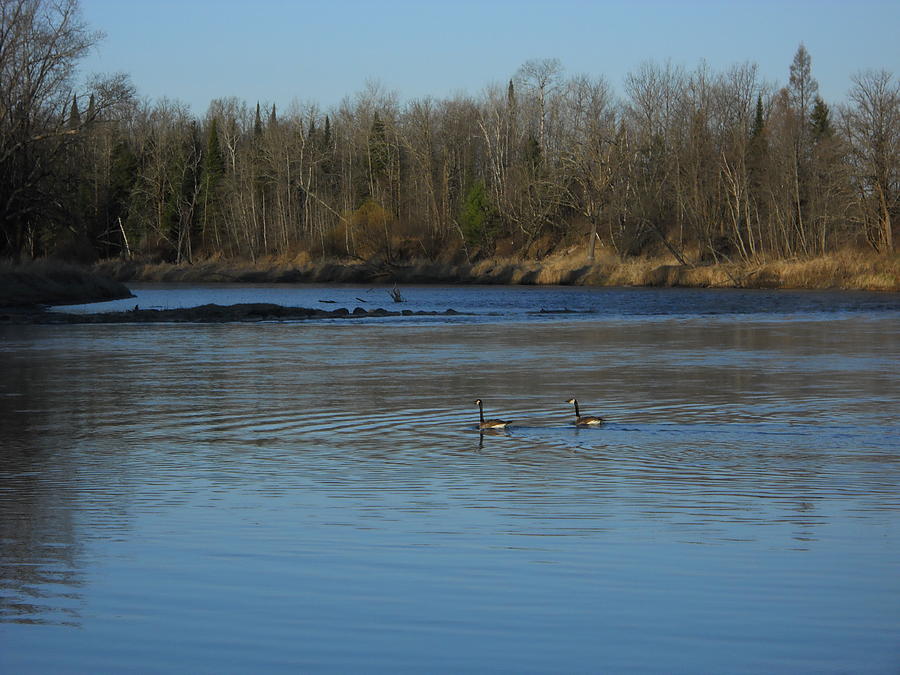 Honkers Swimming in the River Photograph by Kent Lorentzen