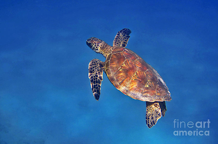 Honu in Blue Photograph by Bette Phelan