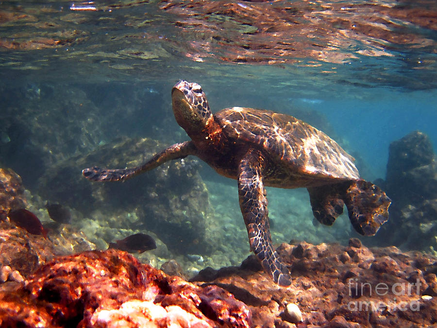 Honu in the Shallows Photograph by Bette Phelan