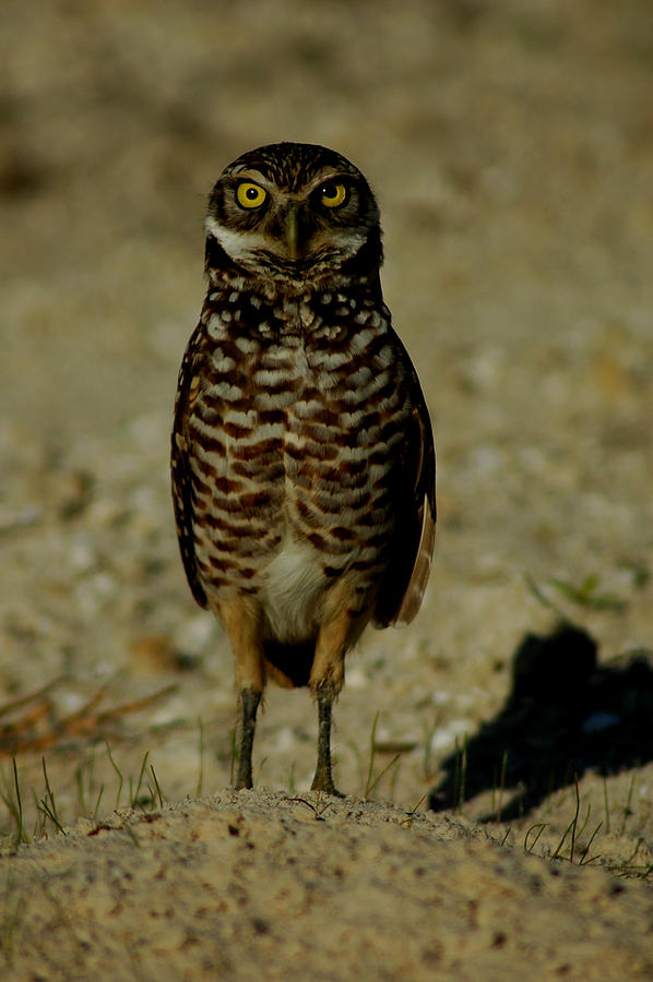 Hoo Are You? Photograph by David Weeks