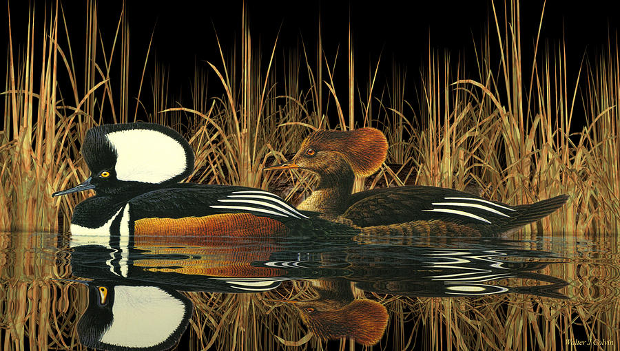 Hooded Meganser Ducks Digital Art by Walter Colvin