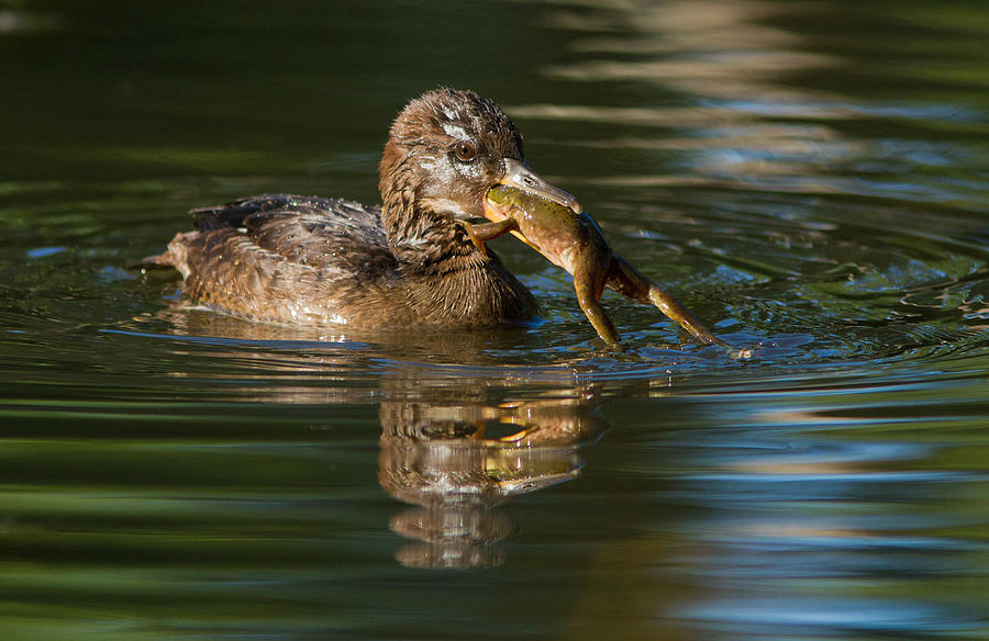 Hooded Merganser and bullfrog Photograph by Mircea Costina Photography