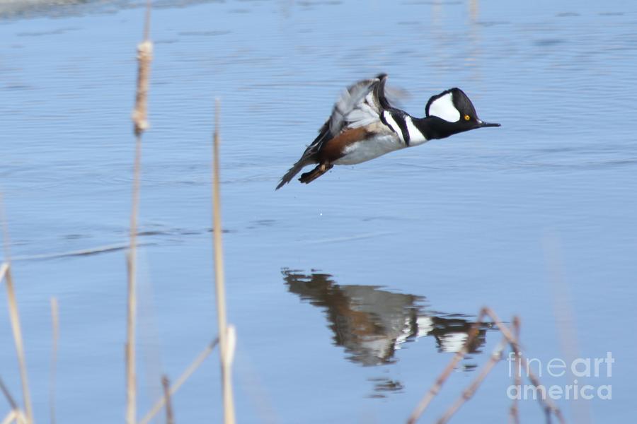 Duck Photograph - Hooded merganser flying by Lori Tordsen
