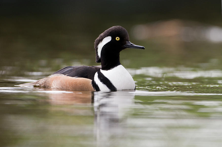 Hooded Merganser Lophodytes Cucullatus Photograph by Marcel van Kammen Hooded Merganser Lophodytes Cucullatus Photograph by Marcel van Kammen