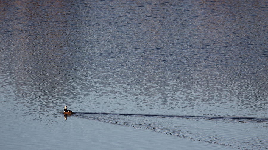 Hooded Merganser on Big Lake Photograph by Travis Truelove