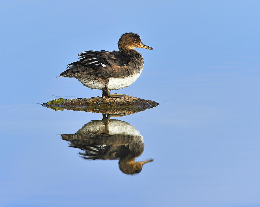 Hooded Merganser Reflection Photograph by Tony Beck