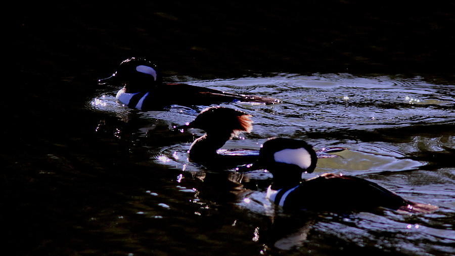 Hooded Mergansers and Moon Glare Photograph by Travis Truelove
