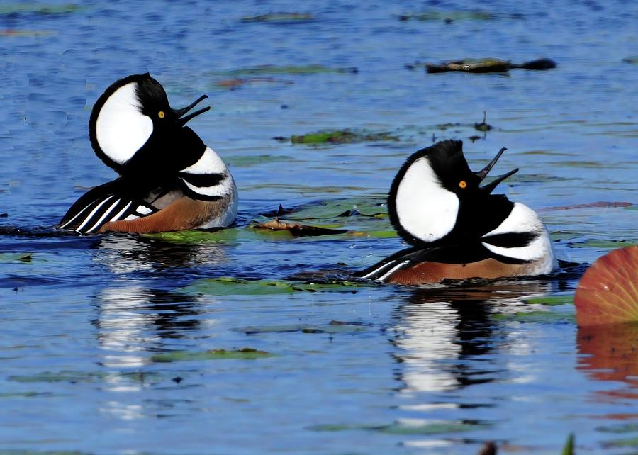 Hooded Mergansers Calling Photograph by Bill Dodsworth