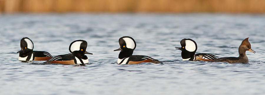 Hooded Mergansers Photograph by Mircea Costina Photography