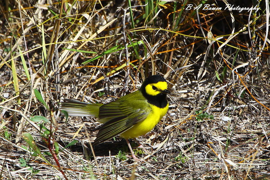 Hooded Warbler Photograph by Barbara Bowen