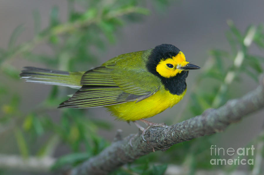 Hooded Warbler Photograph by Clarence Holmes