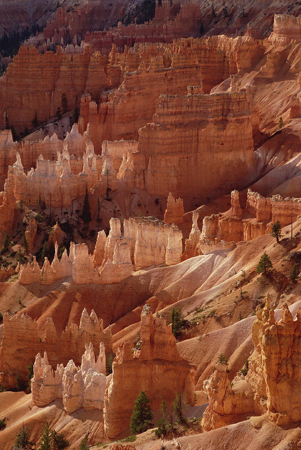 Hoodoo Formations in Bryce Canyon Photograph by Gerry Ellis