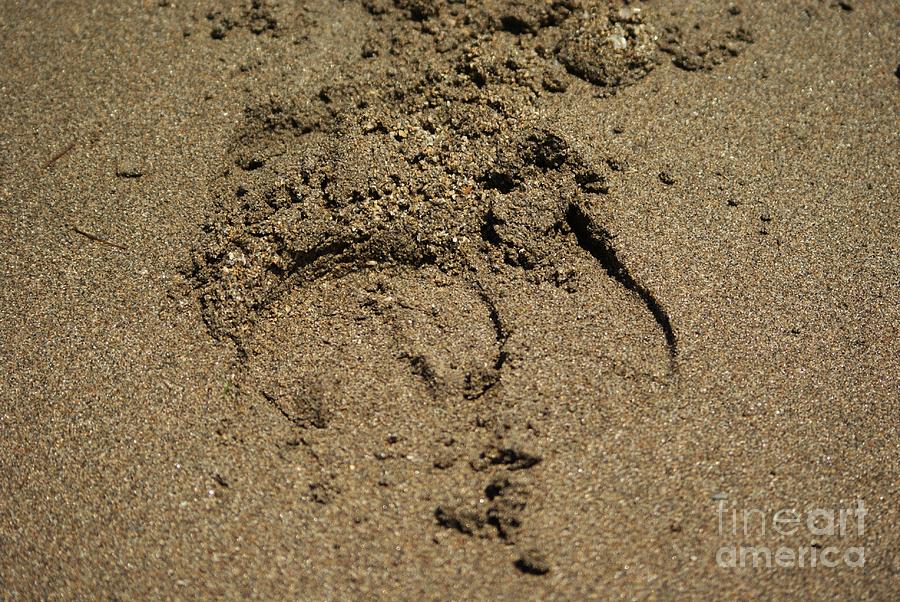 Hoofprint in the Sand Photograph by Lynda Dawson-Youngclaus
