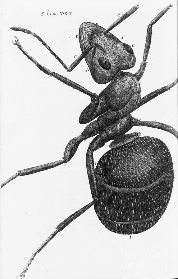Hooke: Ant, 1665 Photograph by Granger - Fine Art America