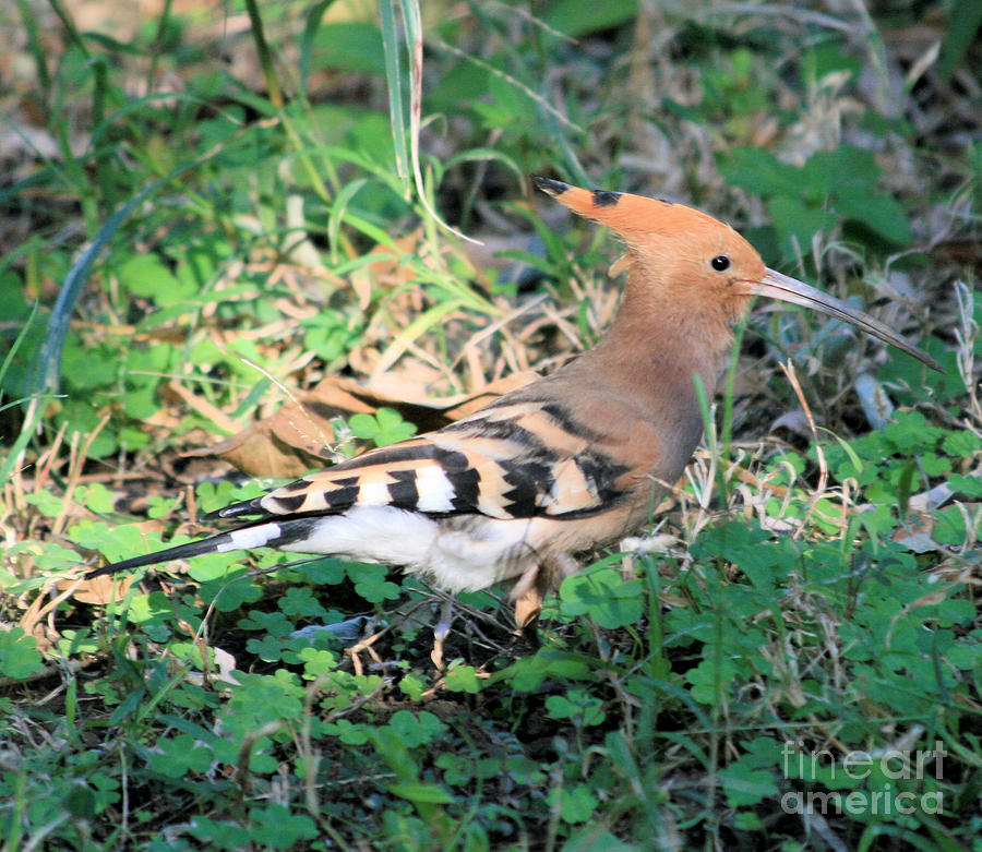 Hoopoe bird Photograph by Ruth Hallam Fine Art America