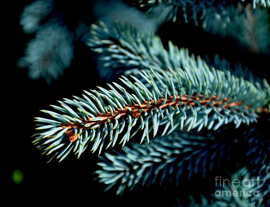 Hoopsi Blue Spruce   2 Photograph by Tatyana Searcy