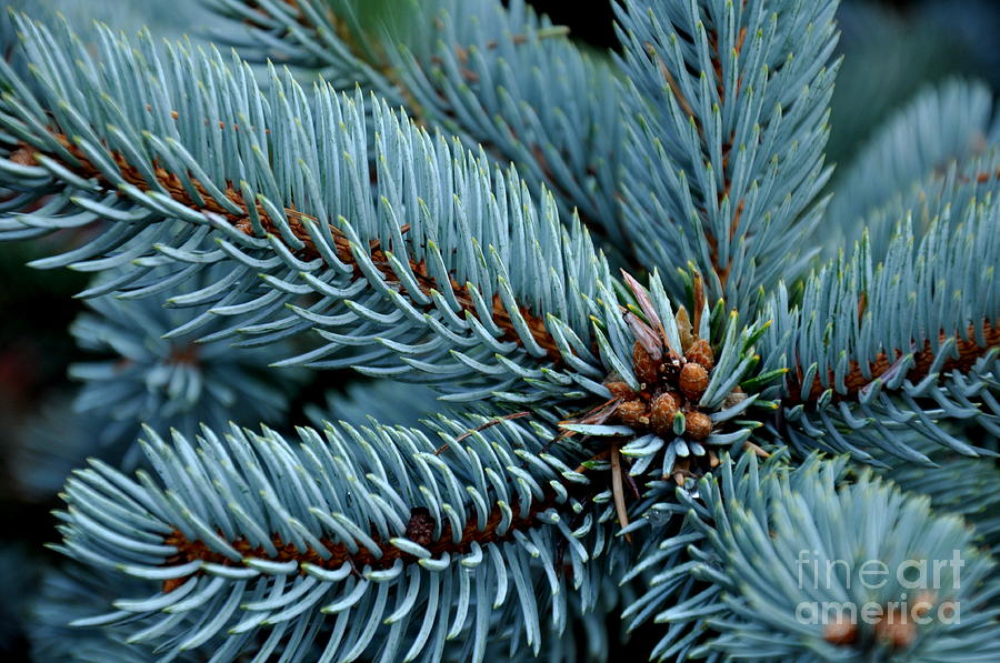 Hoopsi Blue Spruce Photograph by Tatyana Searcy