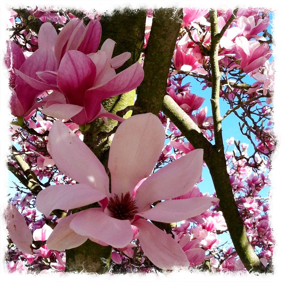 Magnolia Movie Photograph - Hope for Spring by Dawn Marie Black