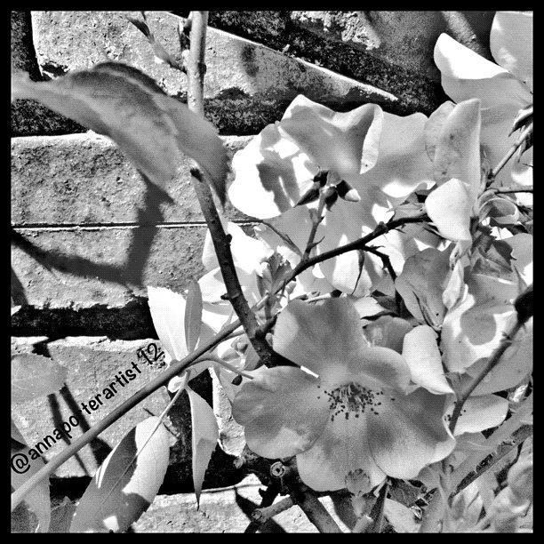 Flower Photograph - Hope Springs Eternal #blacksunday by Anna Porter