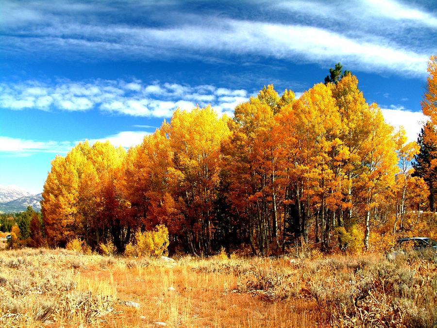 Mountain Photograph - Hope Valley Aspens by Michael Courtney